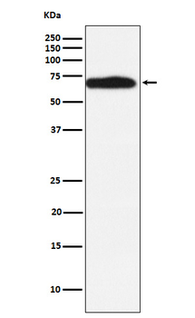 RYK Recombinant Rabbit Monoclonal Antibody