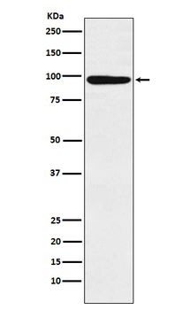 MCM4 Recombinant Rabbit Monoclonal Antibody