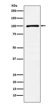 GRIK2 Recombinant Rabbit Monoclonal Antibody