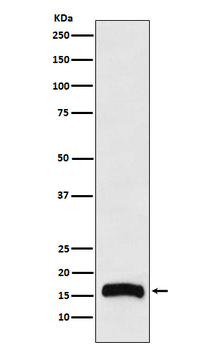 ALOX5AP Recombinant Rabbit Monoclonal Antibody