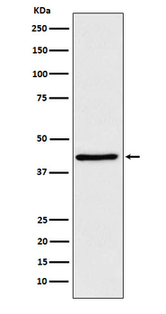 WIF1 Recombinant Rabbit Monoclonal Antibody