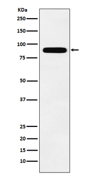 TBX3 Recombinant Rabbit Monoclonal Antibody