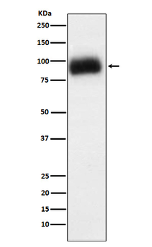 ADAM15 Recombinant Rabbit Monoclonal Antibody