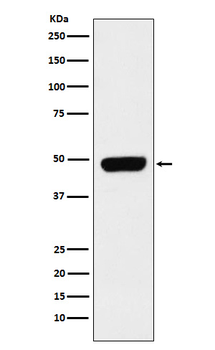 Pannexin 1 Recombinant Rabbit Monoclonal Antibody