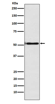 Engrailed 1 Recombinant Rabbit Monoclonal Antibody