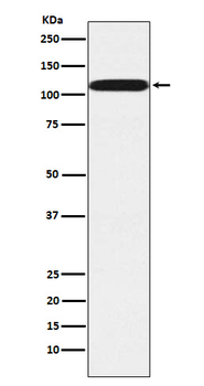 Pumilio 2 Recombinant Rabbit Monoclonal Antibody