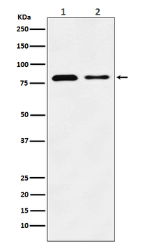 SCARB2 Recombinant Rabbit Monoclonal Antibody
