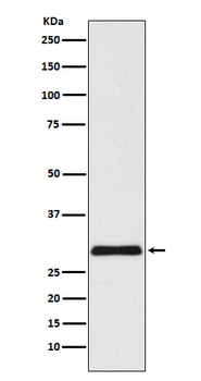 VPS24 Recombinant Rabbit Monoclonal Antibody