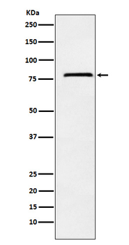 NDUFS1 Recombinant Rabbit Monoclonal Antibody