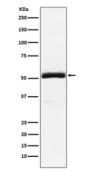 Granulin Recombinant Rabbit Monoclonal Antibody