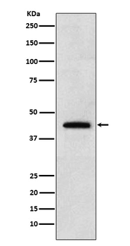Renalase Recombinant Rabbit Monoclonal Antibody