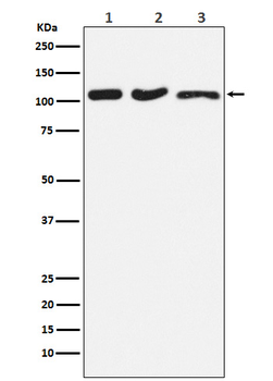 DISC1 Recombinant Rabbit Monoclonal Antibody