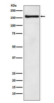 COPA Recombinant Rabbit Monoclonal Antibody
