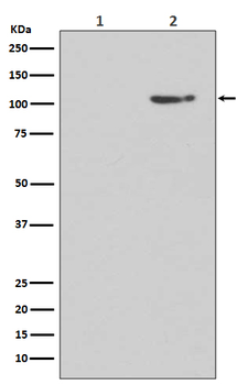 Phospho-GluR1 (Ser845) Recombinant Rabbit Monoclonal Antibody