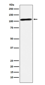 Epac2 Recombinant Rabbit Monoclonal Antibody