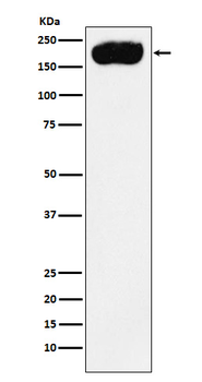 PMCA1 Recombinant Rabbit Monoclonal Antibody