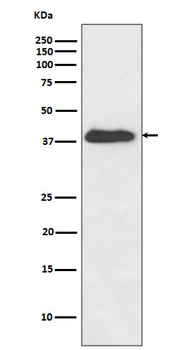 NHEJ1 Recombinant Rabbit Monoclonal Antibody