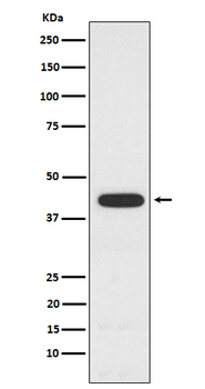 PCYT1A Recombinant Rabbit Monoclonal Antibody