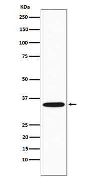 GNB2 Recombinant Rabbit Monoclonal Antibody