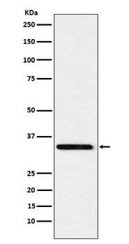 Syntaxin 4 Recombinant Rabbit Monoclonal Antibody