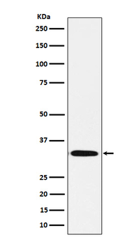 Syntaxin 1B Recombinant Rabbit Monoclonal Antibody