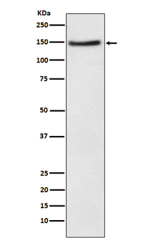 Niemann Pick C1 Like 1 Recombinant Rabbit Monoclonal Antibody