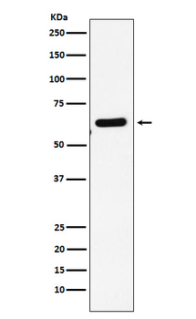 EHD1 Recombinant Rabbit Monoclonal Antibody