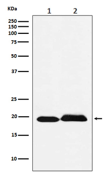 SRSF3 Recombinant Rabbit Monoclonal Antibody