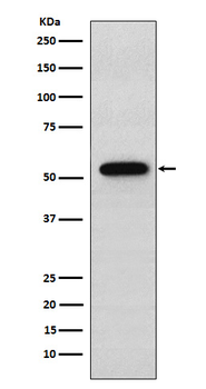 Syntrophin Alpha1 Recombinant Rabbit Monoclonal Antibody