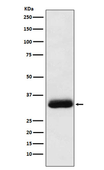 RACK1 Recombinant Rabbit Monoclonal Antibody