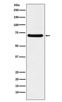 P60 CAF1 Recombinant Rabbit Monoclonal Antibody