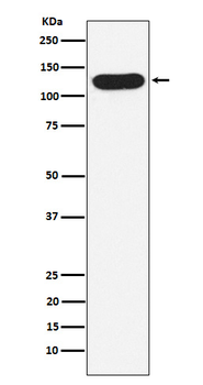 Nicastrin Recombinant Rabbit Monoclonal Antibody
