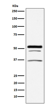 PIST Recombinant Rabbit Monoclonal Antibody