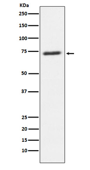 SENP1 Recombinant Rabbit Monoclonal Antibody