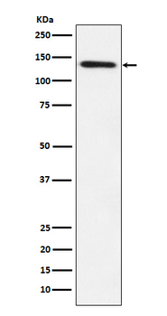 LPIN1 Recombinant Rabbit Monoclonal Antibody