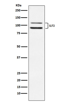 ILF3 Recombinant Rabbit Monoclonal Antibody