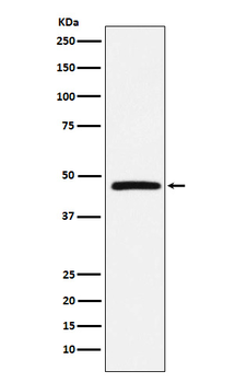 DARC Recombinant Rabbit Monoclonal Antibody