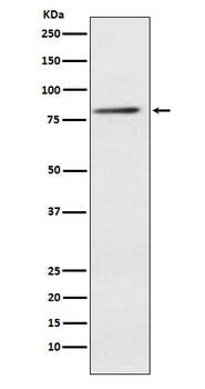 ELMO1 Recombinant Rabbit Monoclonal Antibody