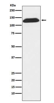 DNA Ligase 1 Recombinant Rabbit Monoclonal Antibody