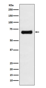 GRASP65 Recombinant Rabbit Monoclonal Antibody