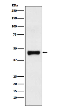 LRG1 Recombinant Rabbit Monoclonal Antibody