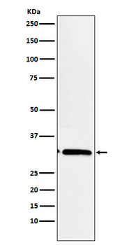 MAPRE3 Recombinant Rabbit Monoclonal Antibody