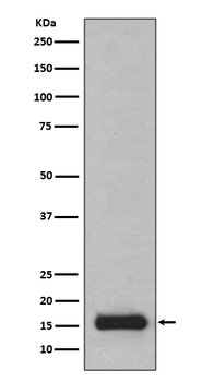 PFDN5 Recombinant Rabbit Monoclonal Antibody