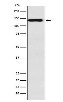 Integrin alpha 9 Recombinant Rabbit Monoclonal Antibody