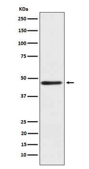 CD39L4 Recombinant Rabbit Monoclonal Antibody