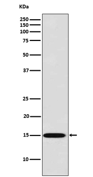 Galectin 7 Recombinant Rabbit Monoclonal Antibody