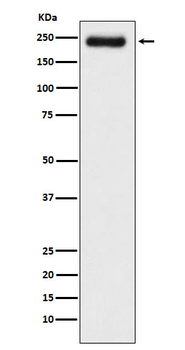LAMC1 Recombinant Rabbit Monoclonal Antibody