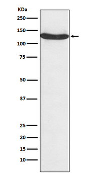 HnRNP U Recombinant Rabbit Monoclonal Antibody