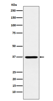 CORD2/OTX3 Recombinant Rabbit Monoclonal Antibody