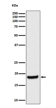 EIF1AX Recombinant Rabbit Monoclonal Antibody